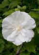 Rose of Sharon White Chiffon