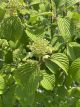 Viburnum Shasta