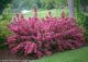 Weigela Sonic Bloom Pink