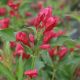 Weigela Sonic Bloom Red