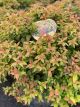 Spirea Magic Carpet