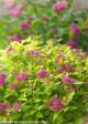 Spirea Double Play Gold