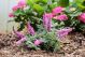 Butterfly Bush Lo & Behold Pink Micro Chip