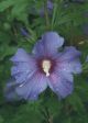 Rose of Sharon Azurri Satin