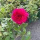Rose David Austin Darcey Bussell