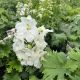 Delphinium Guardian White