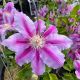 Clematis Dr. Ruppel