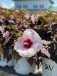 Hibiscus Hardy Starry Starry Night