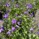 Bellflower Birch Hybrid