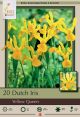 Iris Dutch Yellow Queen 20 PK