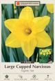 Narcissus Gigantic Star 7PK