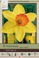 Narcissus Red Devon 7PK