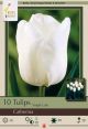 Tulip Catherina 10 PK