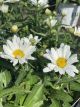 Shasta Daisy Daisy May