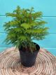 Norfolk Island Pine 6