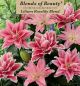 Lilium Roselily 4PK