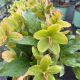 Lenten Rose Champion