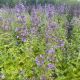 Nepeta Junior Walker