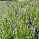 Lavender Super Blue