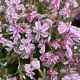 Phlox Creeping Candy Stripe