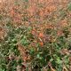 Agastache Kudos Mandarin