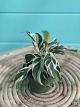 Calathea Fusion White 4