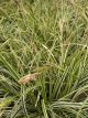 Sedge Grass Feather Falls