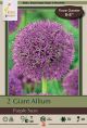 Allium Purple Suze 2 PK
