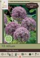 Allium Violet Beauty 10PK