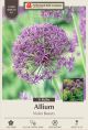 Allium Violet Beauty 8PK