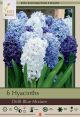 Hyacinth Delft Blue Mix 5 PK