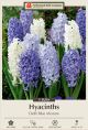 Hyacinth Delft Blue Mix 5 PK