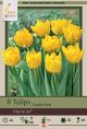 Tulip Marie Jo 7PK