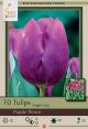 Tulip Purple Prince 7 PK