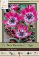 Tulip Little Beauty 15 PK