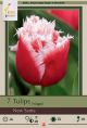 Tulip New Santa 7 PK