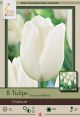 Tulip Hakuun 7 PK