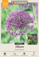 Allium Violet Beauty 20 PK