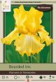 Iris Bearded Harvest Memories