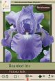 Iris Bearded Victoria Falls