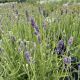 Lavender Super Blue