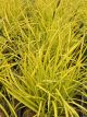 Sedge Golden Aurea