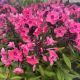 Phlox Candy Store Coral Creme Drop