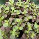 Sedum Sunsparkle Firecracker