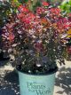 Smoke Bush Velveteeny 3 Gallon