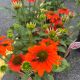 Coneflower Sombrero Adobe Orange