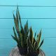 Sansevieria Assotred 6