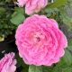 Rose Floribunda Orchid Romance