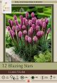 Liatris Spicata Violet 12pk