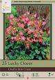 Oxalis Iron Cross 25pk